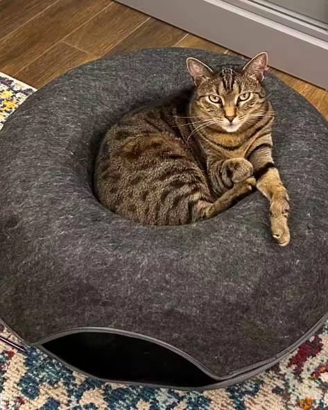 The Cozy Curl Donut Tunnel